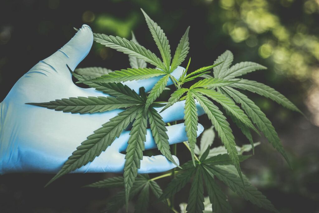A hand in gloves holds fresh cannabis
